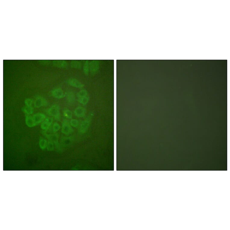 Immunofluorescence - Anti-GR Antibody (B0073) - Antibodies.com