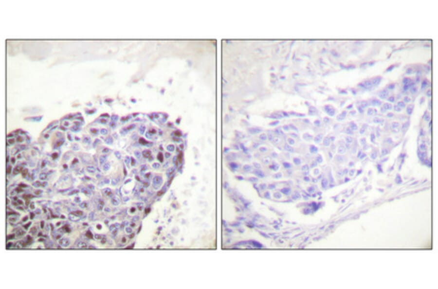 Immunohistochemistry - Anti-GR Antibody (B0073) - Antibodies.com