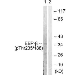Western Blot - Anti-CEBP beta (phospho Thr235 + Thr188) Antibody (A0057) - Antibodies.com