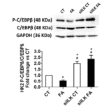 Western Blot - Anti-CEBP beta (phospho Thr235 + Thr188) Antibody - Antibodies.com
