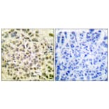 Immunohistochemistry - Anti-CEBP beta (phospho Thr235 + Thr188) Antibody (A0057) - Antibodies.com