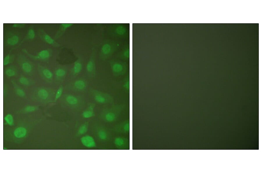 Immunofluorescence - Anti-CEBP beta (phospho Thr235 + Thr188) Antibody (A0057) - Antibodies.com