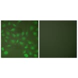 Immunofluorescence - Anti-CEBP beta (phospho Thr235 + Thr188) Antibody (A0057) - Antibodies.com