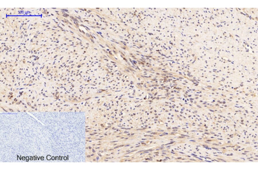 Immunohistochemistry - Anti-PTEN (phospho Ser380 + Thr382 + Thr383) Antibody (A7203) - Antibodies.com