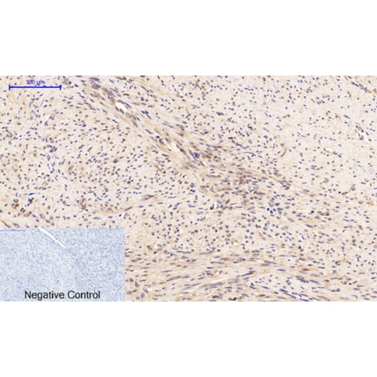Immunohistochemistry - Anti-PTEN (phospho Ser380 + Thr382 + Thr383) Antibody (A7203) - Antibodies.com