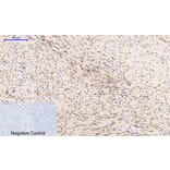 Immunohistochemistry - Anti-PTEN (phospho Ser380 + Thr382 + Thr383) Antibody (A7203) - Antibodies.com