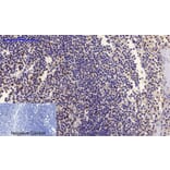 Immunohistochemistry - Anti-PTEN (phospho Ser380 + Thr382 + Thr383) Antibody (A7203) - Antibodies.com