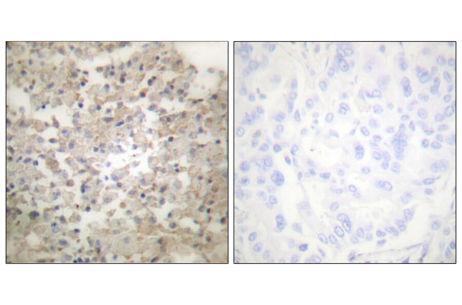Immunohistochemistry - Anti-Tryptophan Hydroxylase (phospho Ser260) Antibody (A1012) - Antibodies.com