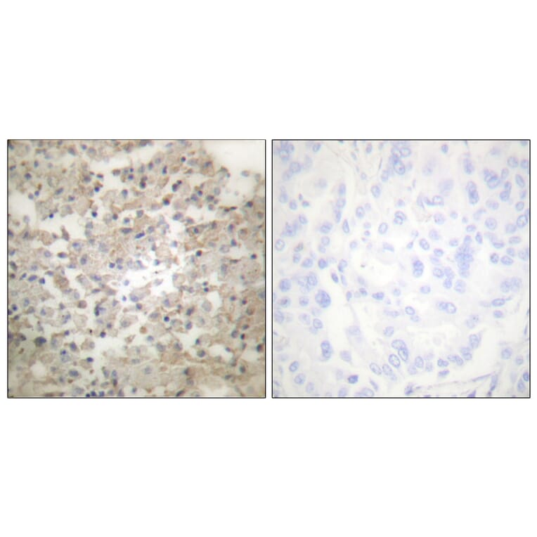 Immunohistochemistry - Anti-Tryptophan Hydroxylase (phospho Ser260) Antibody (A1012) - Antibodies.com