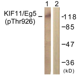 Western Blot - Anti-KIF11 (phospho Thr926) Antibody (A1081) - Antibodies.com