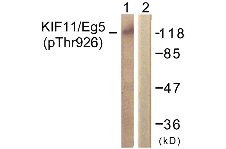 Western Blot - Anti-KIF11 (phospho Thr926) Antibody (A1081) - Antibodies.com