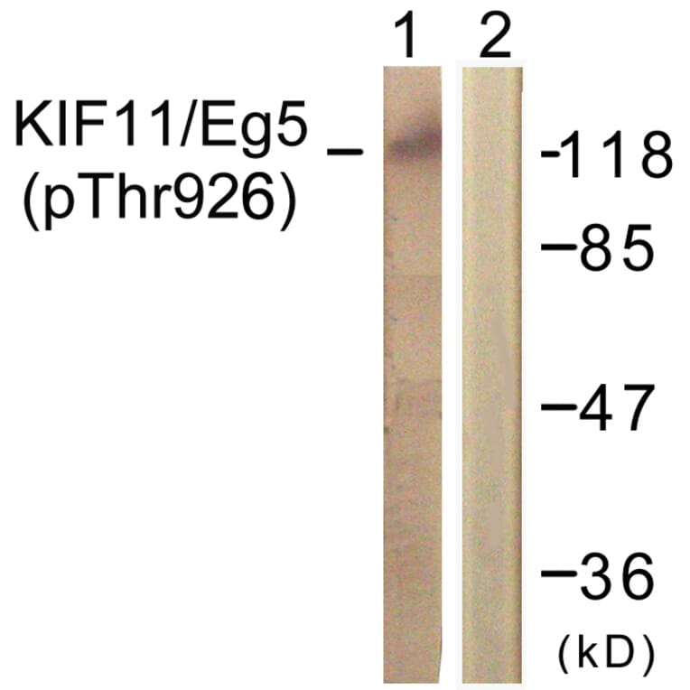 Western Blot - Anti-KIF11 (phospho Thr926) Antibody (A1081) - Antibodies.com