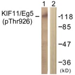 Western Blot - Anti-KIF11 (phospho Thr926) Antibody (A1081) - Antibodies.com