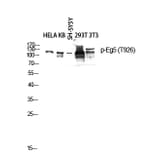 Western Blot - Anti-KIF11 (phospho Thr926) Antibody (A1081) - Antibodies.com