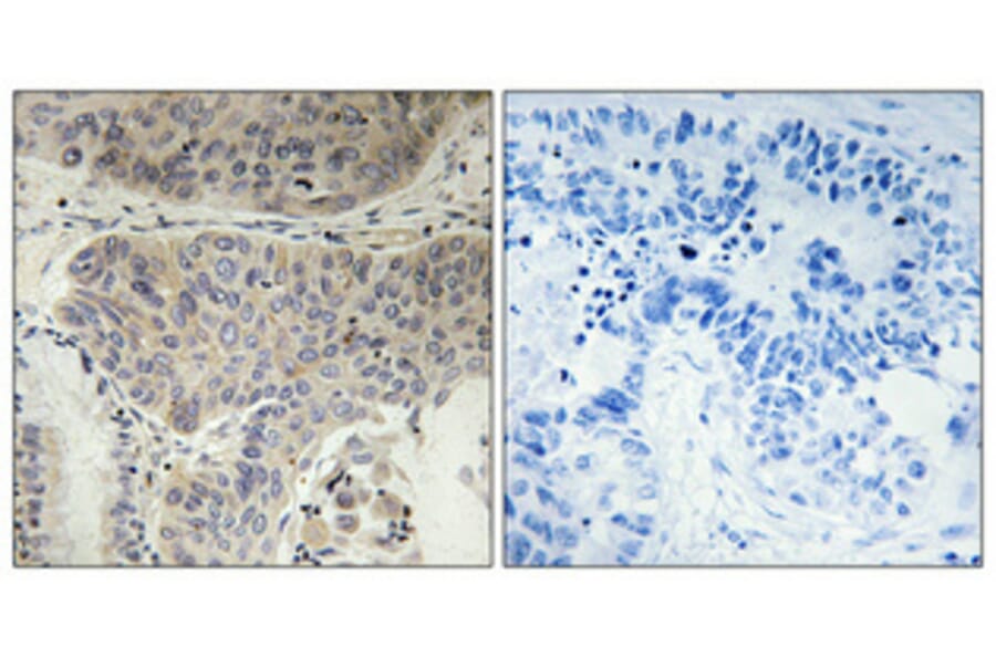 Immunohistochemistry - Anti-KIF11 (phospho Thr926) Antibody (A1081) - Antibodies.com