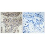 Immunohistochemistry - Anti-KIF11 (phospho Thr926) Antibody (A1081) - Antibodies.com