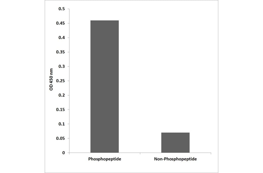 ELISA - Anti-Tyk 2 (phospho Tyr292) Antibody (P12-1064) - Antibodies.com