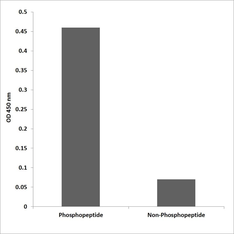 ELISA - Anti-Tyk 2 (phospho Tyr292) Antibody (P12-1064) - Antibodies.com