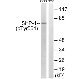 Western Blot - Anti-SHP-1 (phospho Tyr564) Antibody (A8061) - Antibodies.com