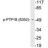 Western Blot - Anti-PTP1B (phospho Ser352) Antibody (P12-1052) - Antibodies.com