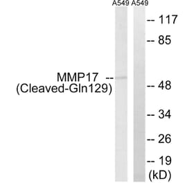 Western Blot - Anti-MMP17 (cleaved Gln129) Antibody (L0325) - Antibodies.com