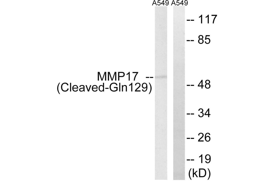 Western Blot - Anti-MMP17 (cleaved Gln129) Antibody (L0325) - Antibodies.com