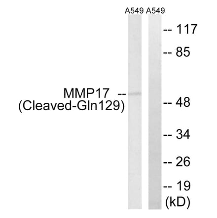 Western Blot - Anti-MMP17 (cleaved Gln129) Antibody (L0325) - Antibodies.com