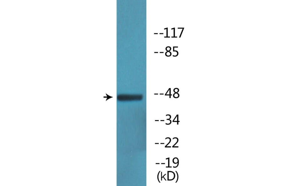 Western Blot - Anti-IRF-3 (phospho Ser386) Antibody (P12-1123) - Antibodies.com