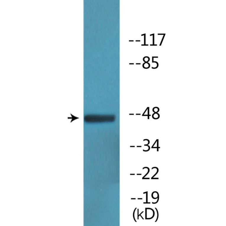 Western Blot - Anti-IRF-3 (phospho Ser386) Antibody (P12-1123) - Antibodies.com