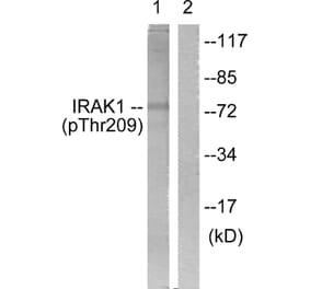 Western Blot - Anti-IRAK1 (phospho Thr209) Antibody (A1074) - Antibodies.com