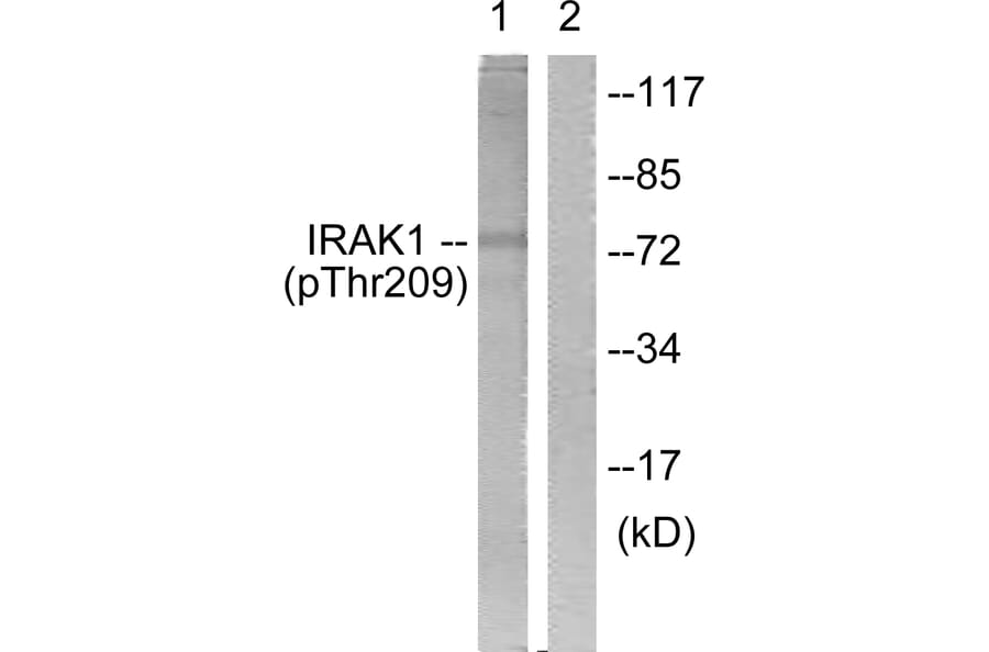 Western Blot - Anti-IRAK1 (phospho Thr209) Antibody (A1074) - Antibodies.com