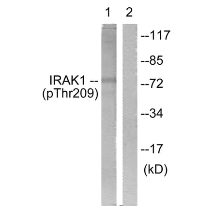 Western Blot - Anti-IRAK1 (phospho Thr209) Antibody (A1074) - Antibodies.com