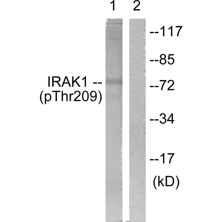 Western Blot - Anti-IRAK1 (phospho Thr209) Antibody (A1074) - Antibodies.com