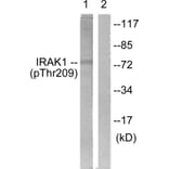 Western Blot - Anti-IRAK1 (phospho Thr209) Antibody (A1074) - Antibodies.com