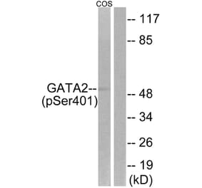 Western Blot - Anti-GATA2 (phospho Ser401) Antibody (A0932) - Antibodies.com