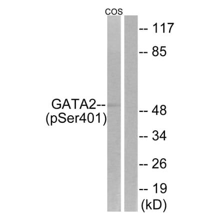 Western Blot - Anti-GATA2 (phospho Ser401) Antibody (A0932) - Antibodies.com