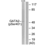 Western Blot - Anti-GATA2 (phospho Ser401) Antibody (A0932) - Antibodies.com