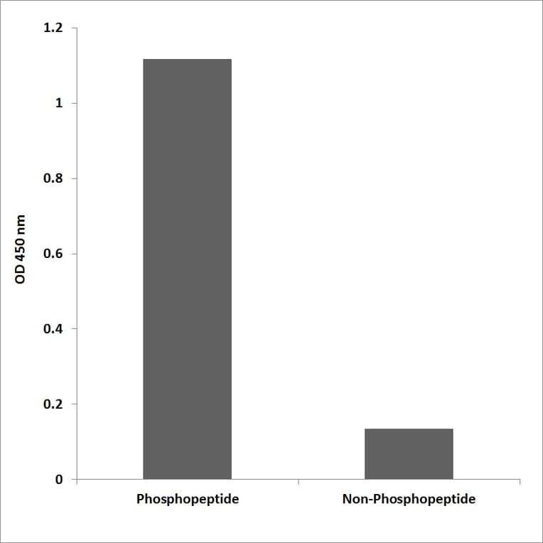 ELISA - Anti-GATA2 (phospho Ser401) Antibody (P12-1110) - Antibodies.com
