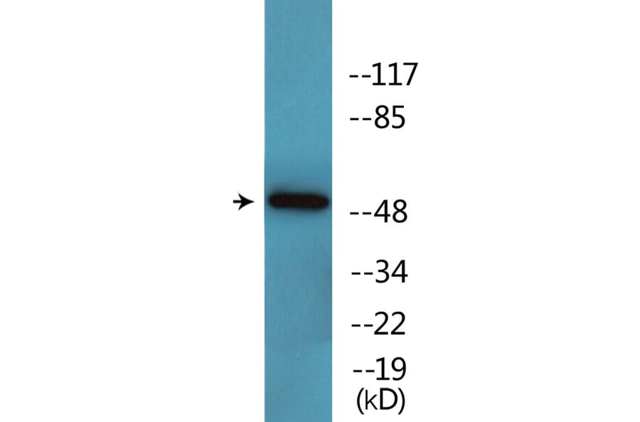 Western Blot - Anti-GATA2 (phospho Ser401) Antibody (P12-1110) - Antibodies.com