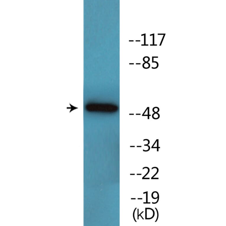 Western Blot - Anti-GATA2 (phospho Ser401) Antibody (P12-1110) - Antibodies.com