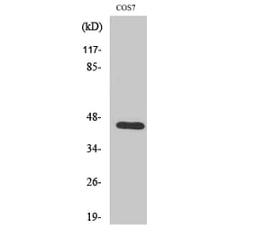 Western Blot - Anti-Coagulation Factor III Antibody (B0873) - Antibodies.com