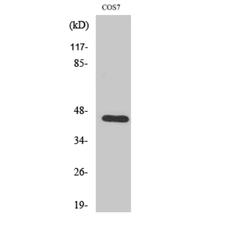 Western Blot - Anti-Coagulation Factor III Antibody (B0873) - Antibodies.com