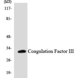 Western Blot - Anti-Coagulation Factor III Antibody (R12-2639) - Antibodies.com