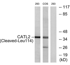 Western Blot - Anti-CATL2 (cleaved Leu114) Antibody (L0185) - Antibodies.com