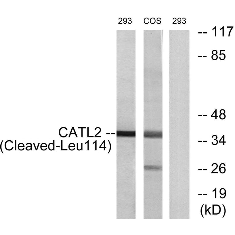 Western Blot - Anti-CATL2 (cleaved Leu114) Antibody (L0185) - Antibodies.com