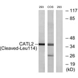 Western Blot - Anti-CATL2 (cleaved Leu114) Antibody (L0185) - Antibodies.com