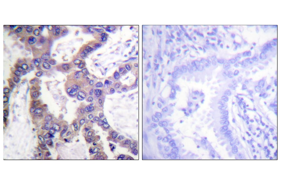 Immunohistochemistry - Anti-MKP1 (phospho Ser359) Antibody (A1099) - Antibodies.com