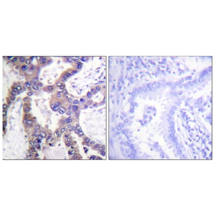 Immunohistochemistry - Anti-MKP1 (phospho Ser359) Antibody (A1099) - Antibodies.com