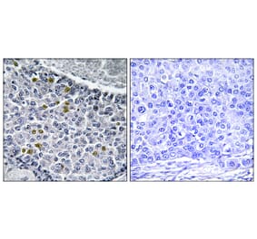 Immunohistochemistry - Anti-MAD1 (phospho Ser428) Antibody (A1091) - Antibodies.com