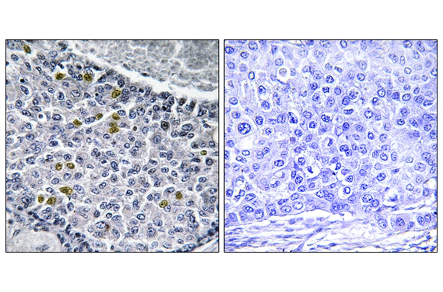 Immunohistochemistry - Anti-MAD1 (phospho Ser428) Antibody (A1091) - Antibodies.com